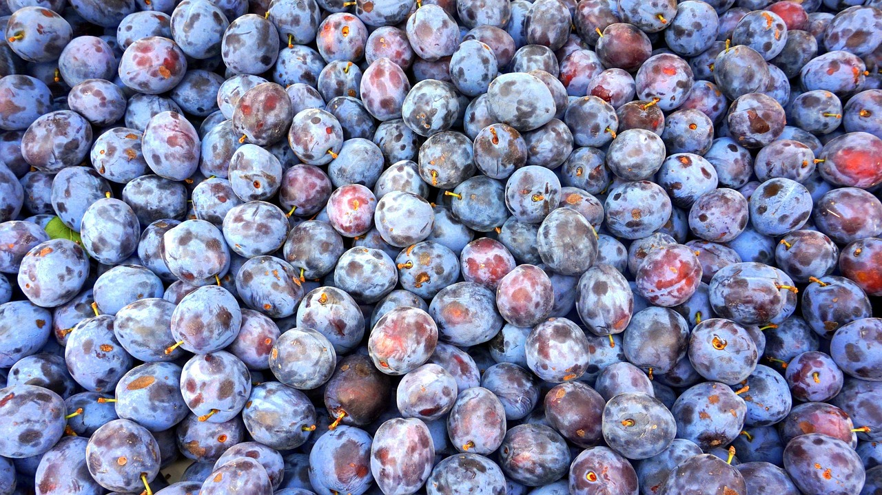Plums, fruits, food — illustrating Are GLP-1s Safe Long-Term?