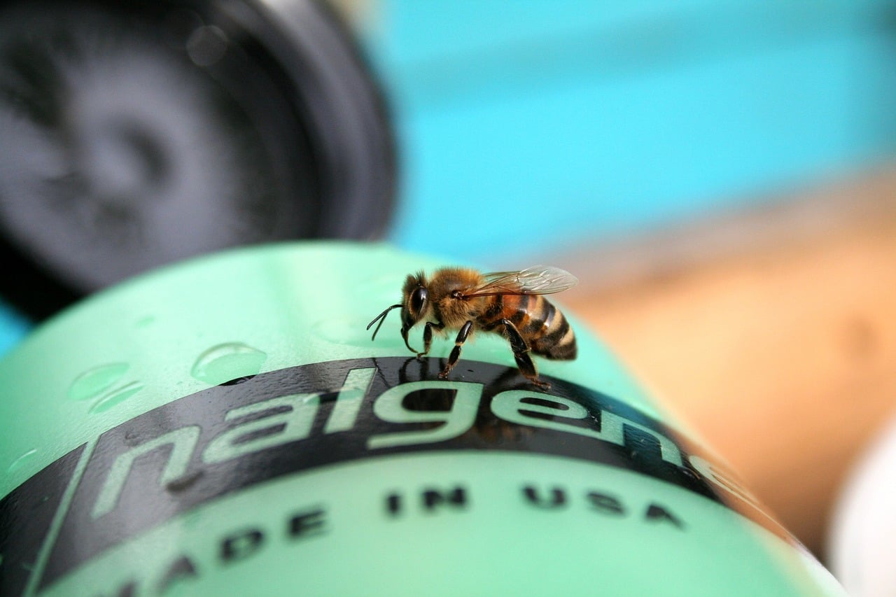 Bee, insect, canteen — illustrating Electrolytes on a GLP-1 or Extended Fast: How Much You Actually Need