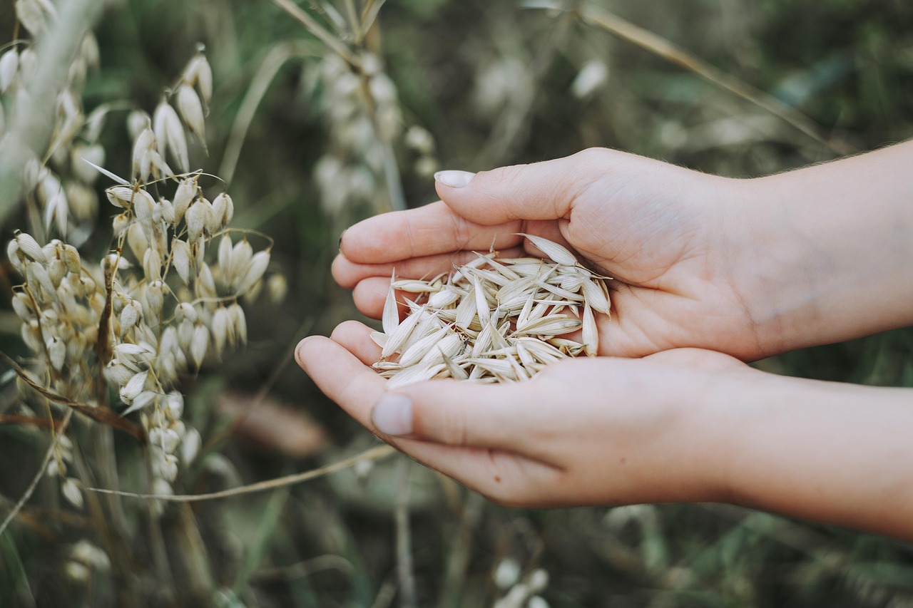 Oats, cereals, field — illustrating GLP-1s and Constipation: Managing the Other GI Effect