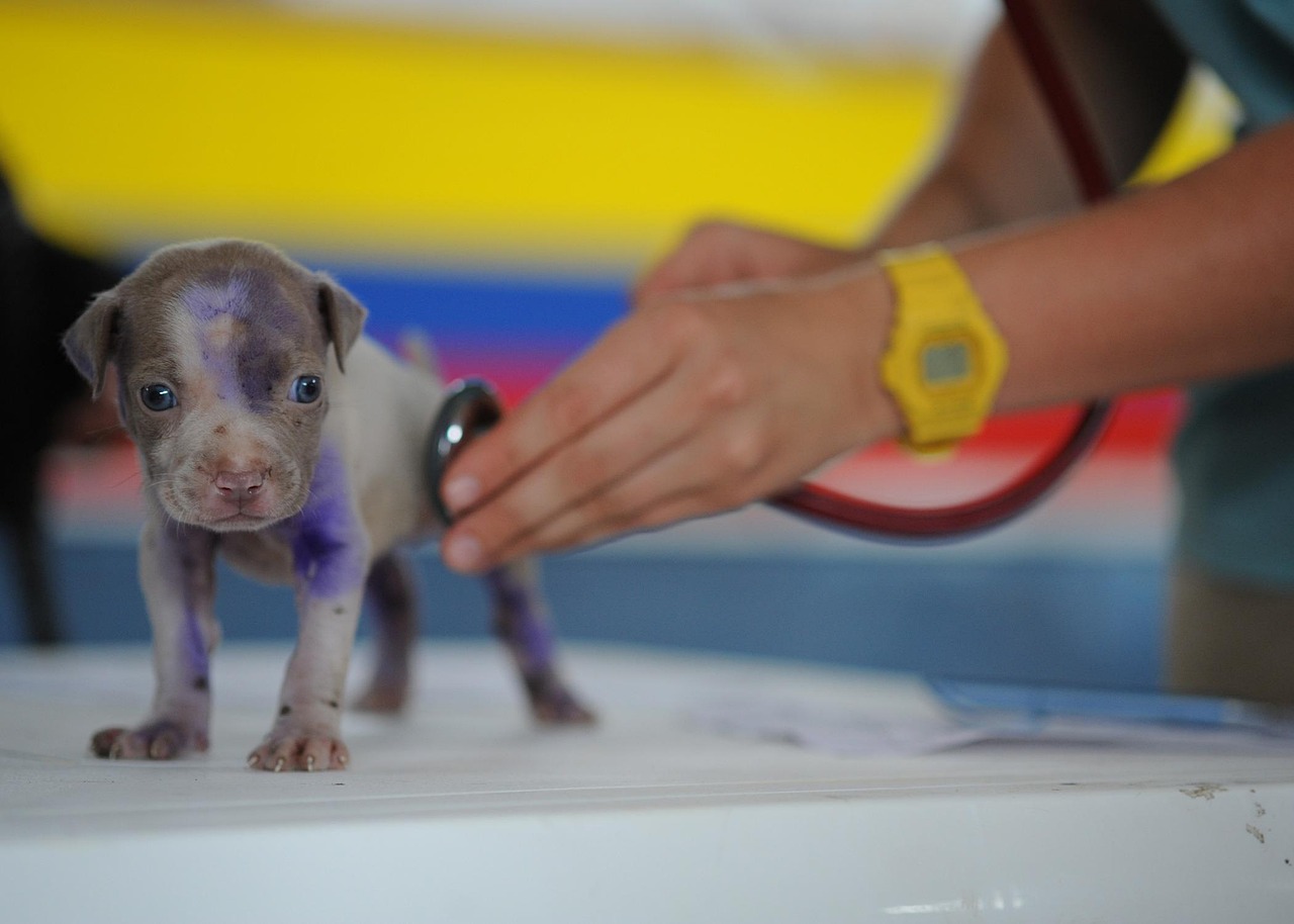 Dog, puppy, pet — illustrating GLP-1s and Pancreatitis: What the Data Says