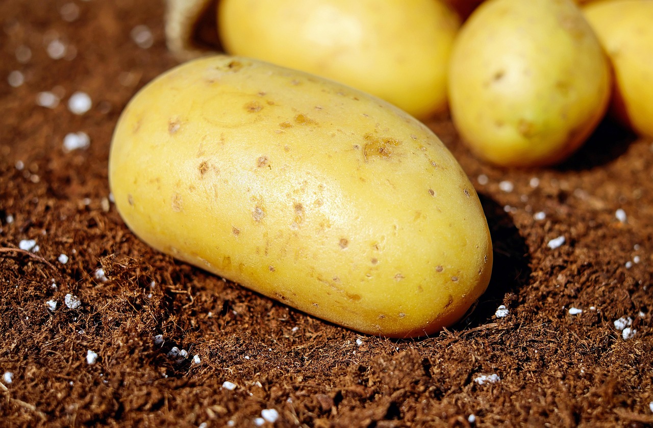 Potatoes, vegetables, tuber — illustrating GLP-1s in Pregnancy and Before Conception