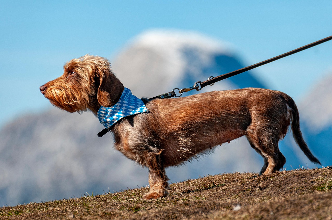 Dog, pet, leashed — illustrating Glucosamine and Mortality: The Surprising Signal