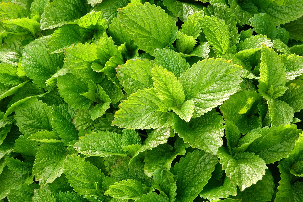 Lemon balm, medical, melissa officinalis — illustrating How to Dose a Peptide Blend: The Math Behind a Multi-Peptide Vial