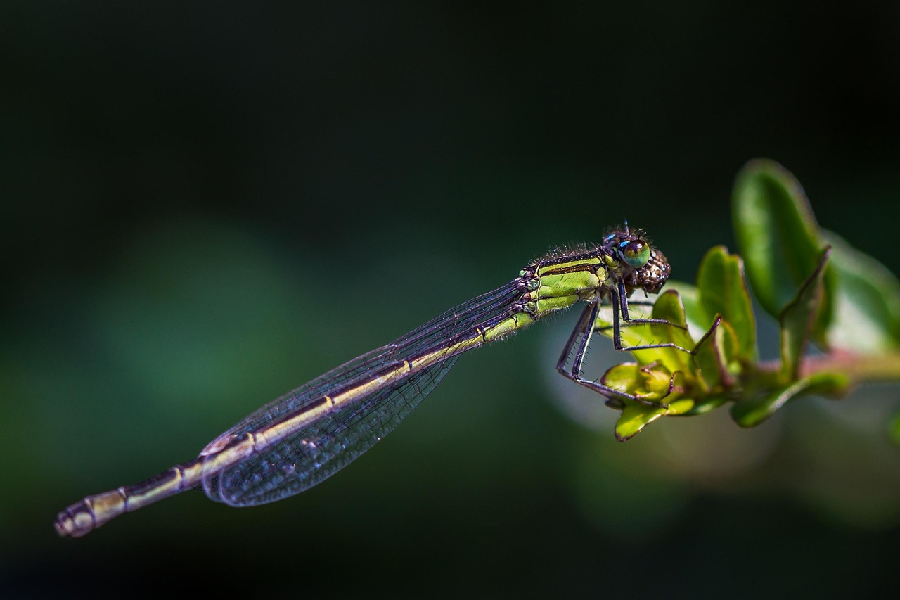 Dragon-fly, pond, insect — illustrating How to Dose a Peptide Blend: The Math Behind a Multi-Peptide Vial