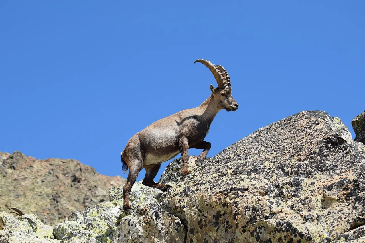 Ibex, nature, animal — illustrating How to Lower Your Biological Age: What Works