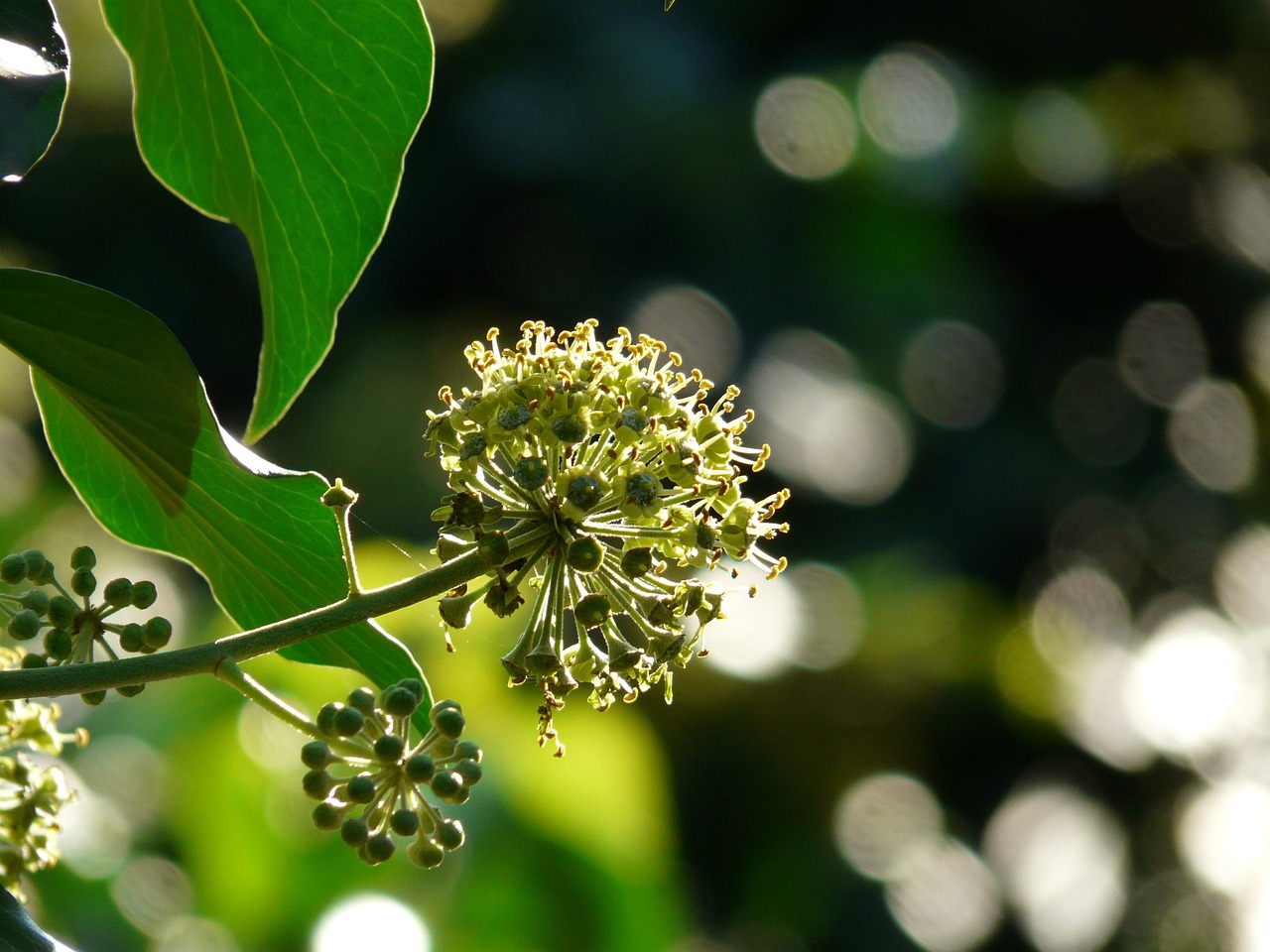 Inflorescence, laptop wallpaper, blossom — illustrating How to Reconstitute a Blend Vial (Two+ Peptides)