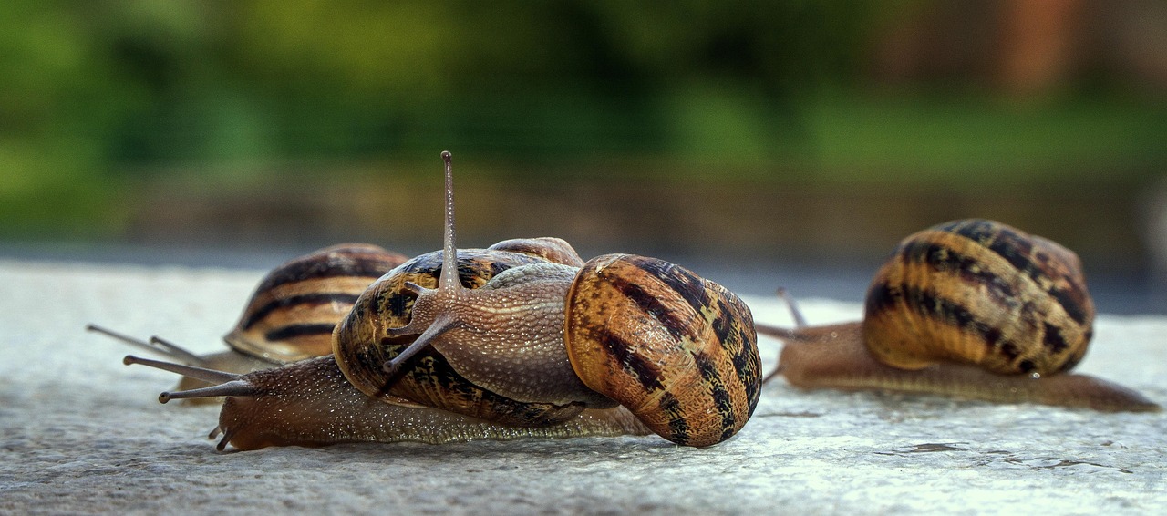 Snails, mollusks, gastropods — illustrating How to Reconstitute a Blend Vial (Two+ Peptides)
