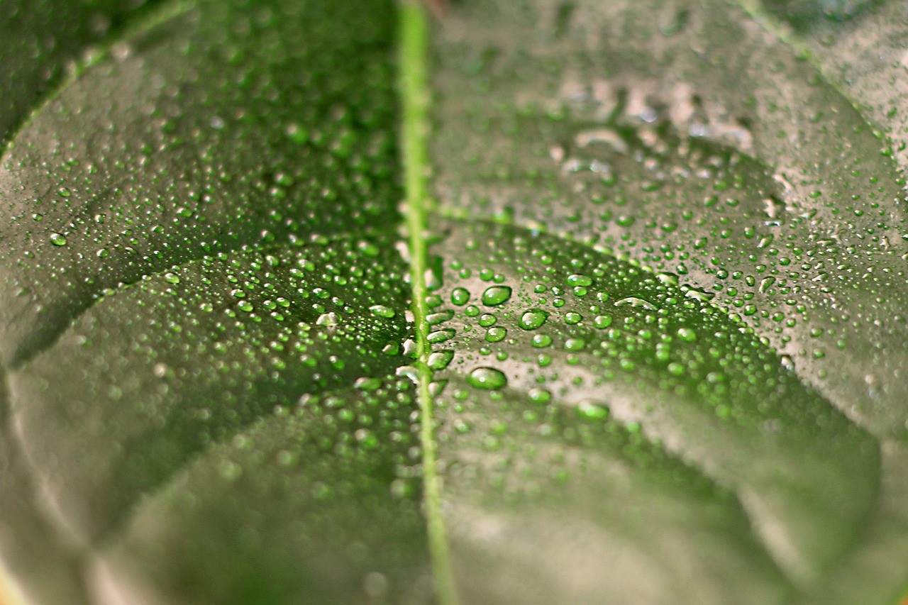 Leaf, pearl, plant — illustrating IGF-1 LR3 and PEG-MGF: The Muscle-Building Peptides and Their Risks