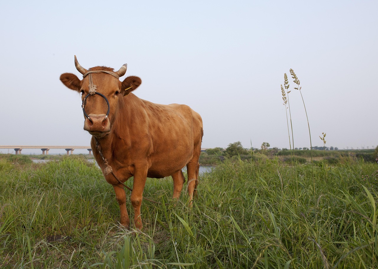 Cow, nature, animal — illustrating IU to mg for Peptides: Why There’s No Universal Factor