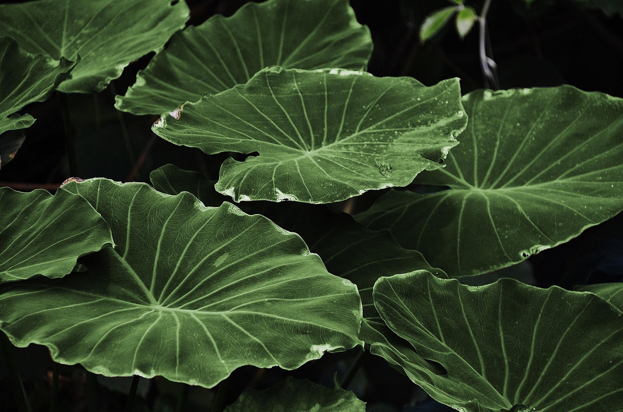 Leaves, wallpaper hd, laptop wallpaper — illustrating Melatonin for Sleep: Dosing and What It Actually Does