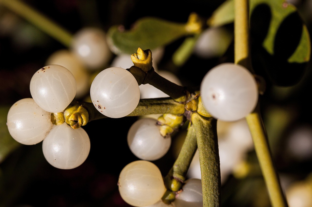 Mistletoe, parasitic, medicinal plant — illustrating Mounjaro vs Zepbound: Same Drug, Different Label