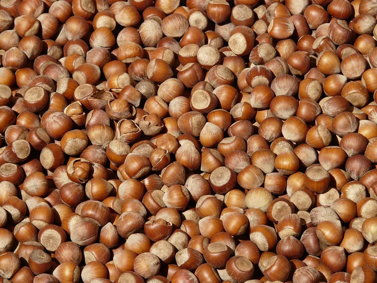 Hazelnuts, nuts, food — illustrating Muscle Loss in Older Adults on GLP-1s