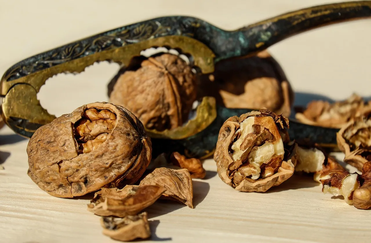 Walnut, nut, brown — illustrating Ozempic vs Mounjaro: Which and For Whom