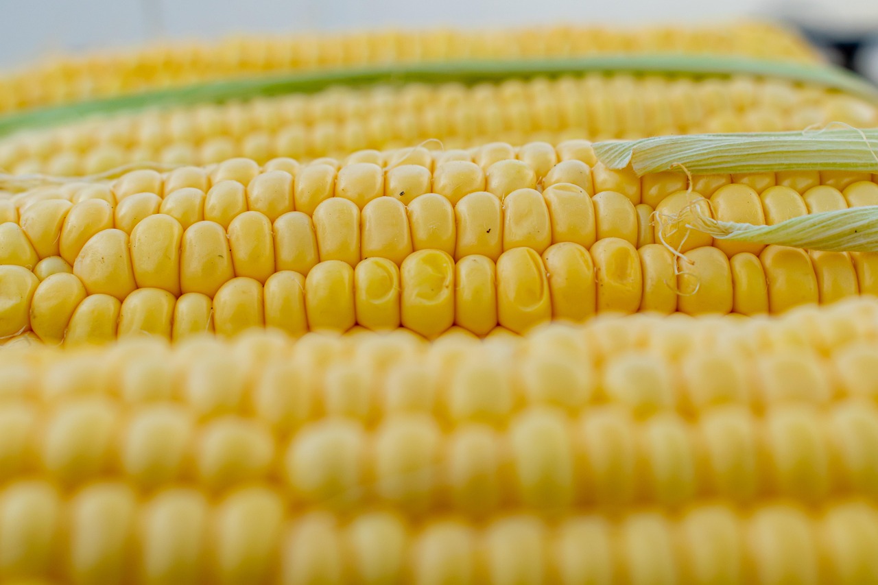Corn, corn on the cob, corn kernels — illustrating Ozempic vs Mounjaro: Which and For Whom