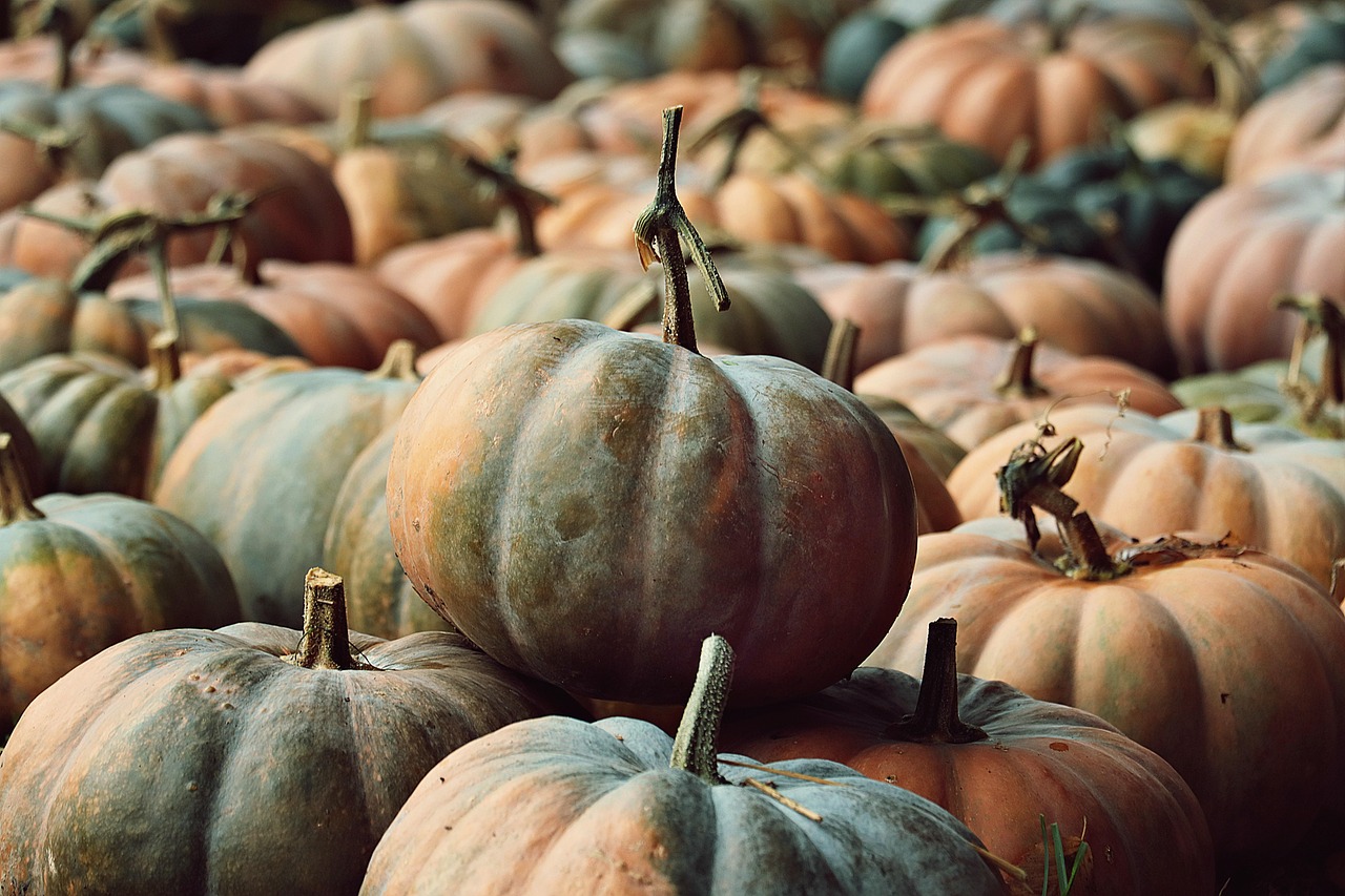Pumpkins, nature, pumpkin patch — illustrating Ozempic vs Wegovy: Same Drug, Different Label