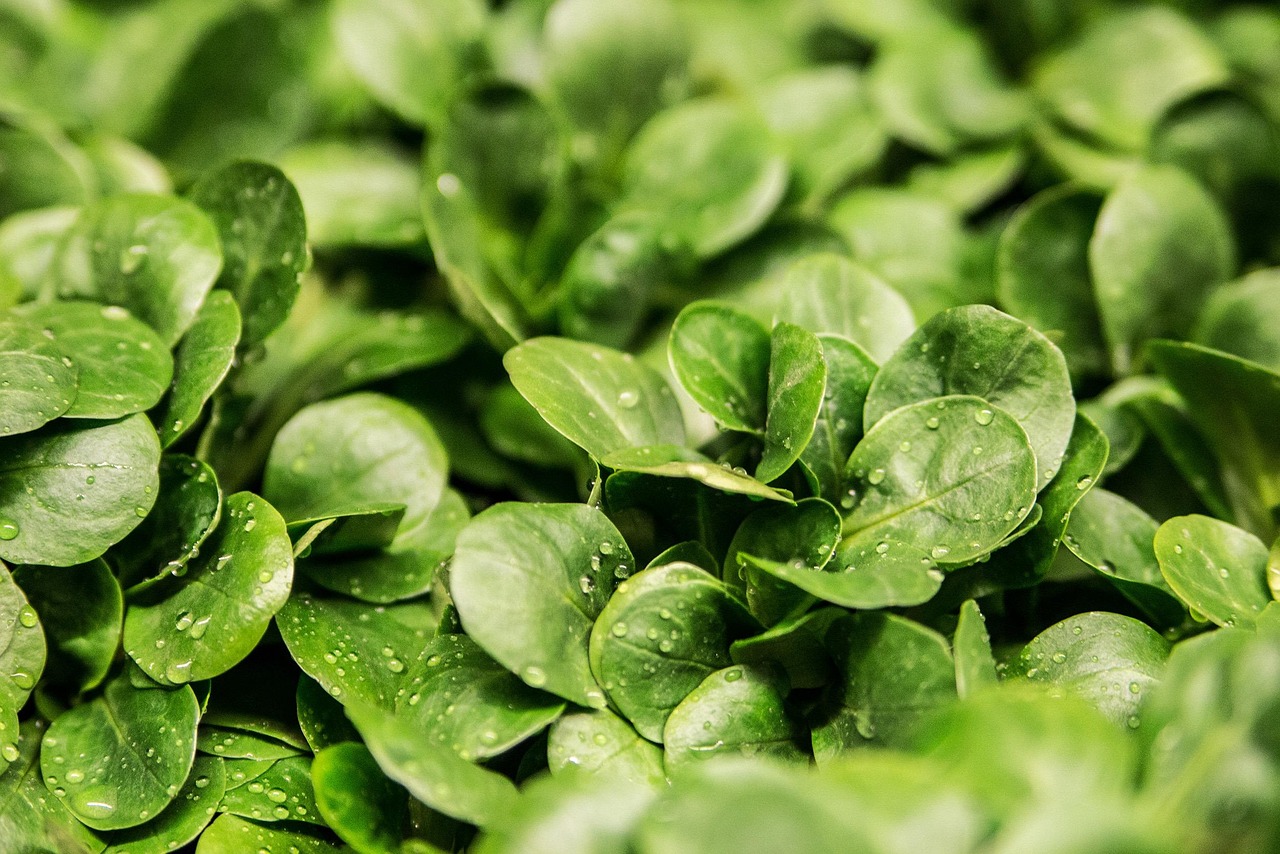 Lettuce, leaves, vegetable — illustrating Rapamycin vs Metformin: The Two Longevity Drugs Compared