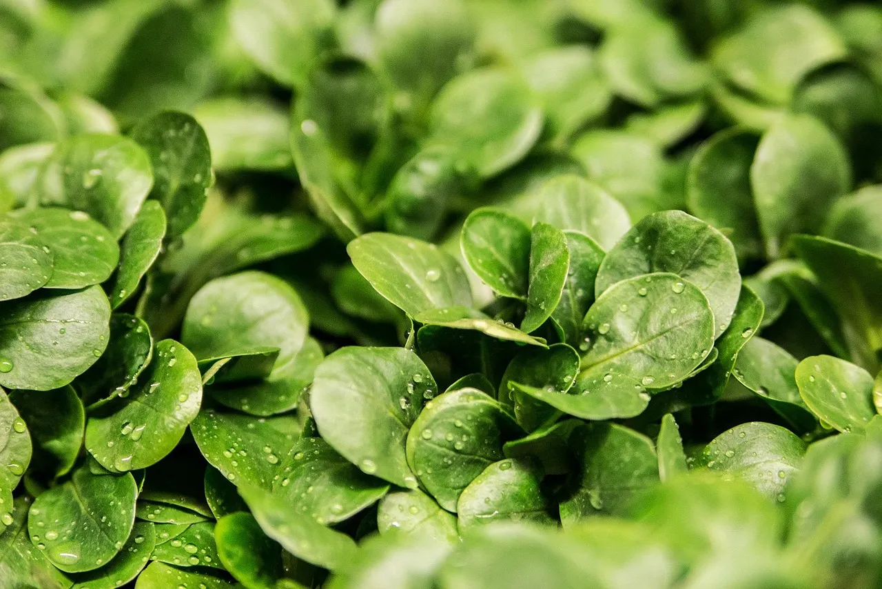 Lettuce, leaves, vegetable — illustrating Rapamycin vs Metformin: The Two Longevity Drugs Compared