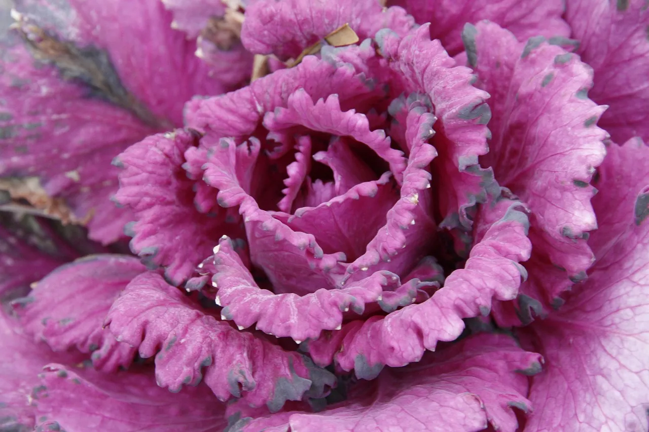 Plant, lettuce, organic — illustrating RDW: The Overlooked Marker That Predicts Aging