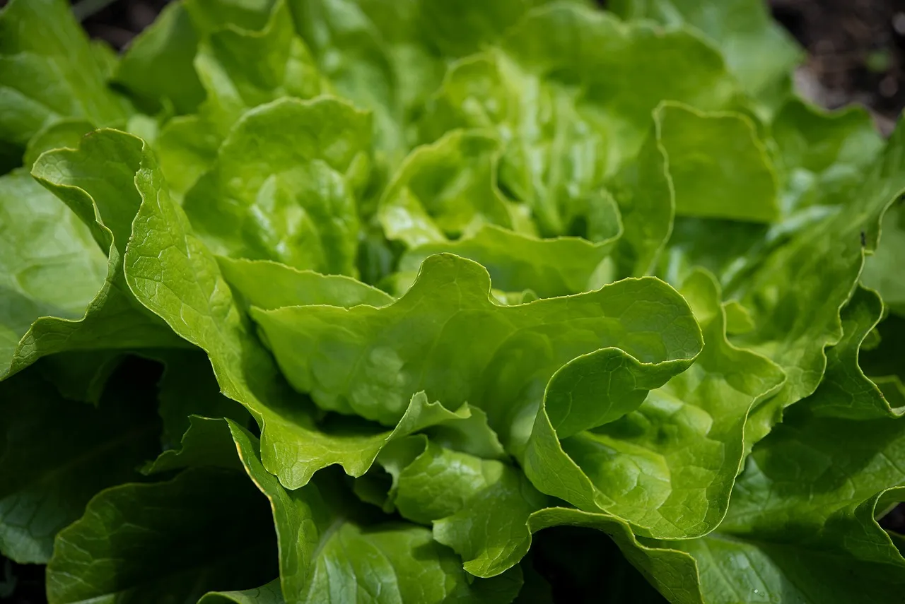 Lettuce, green, lettuce leaves — illustrating RDW: The Overlooked Marker That Predicts Aging