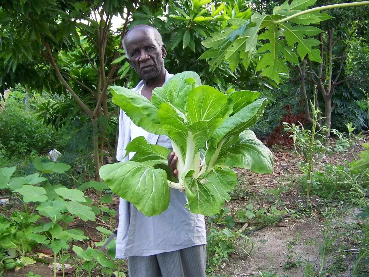 Elderly, garden, elderly people — illustrating Reading a Longevity Study: Mice Aren't Men