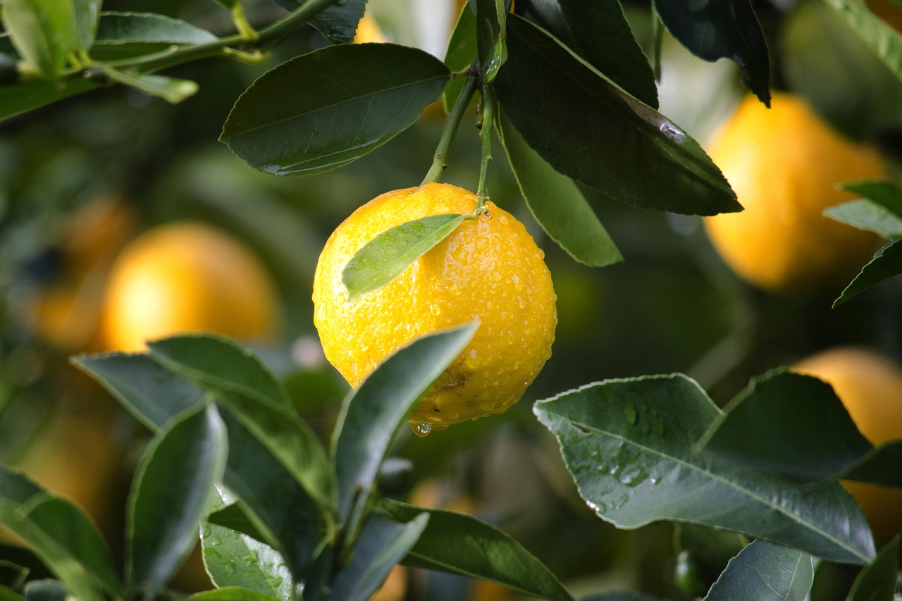 Agriculture, lemon, fruit — illustrating Retatrutide vs Tirzepatide: Triple vs Dual Agonist