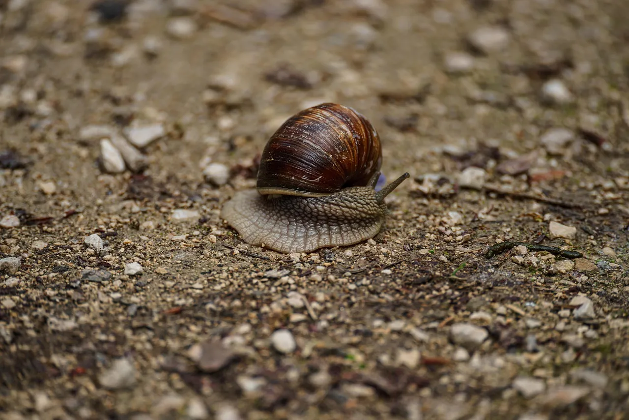 Snail, mollusk, snail species — illustrating The Hallmarks of Aging, Explained