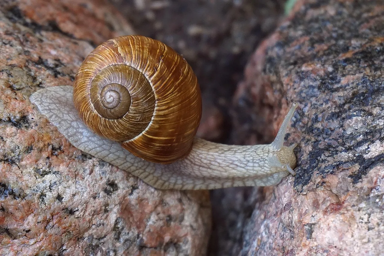 Snail, clam, seashell — illustrating The Hallmarks of Aging, Explained