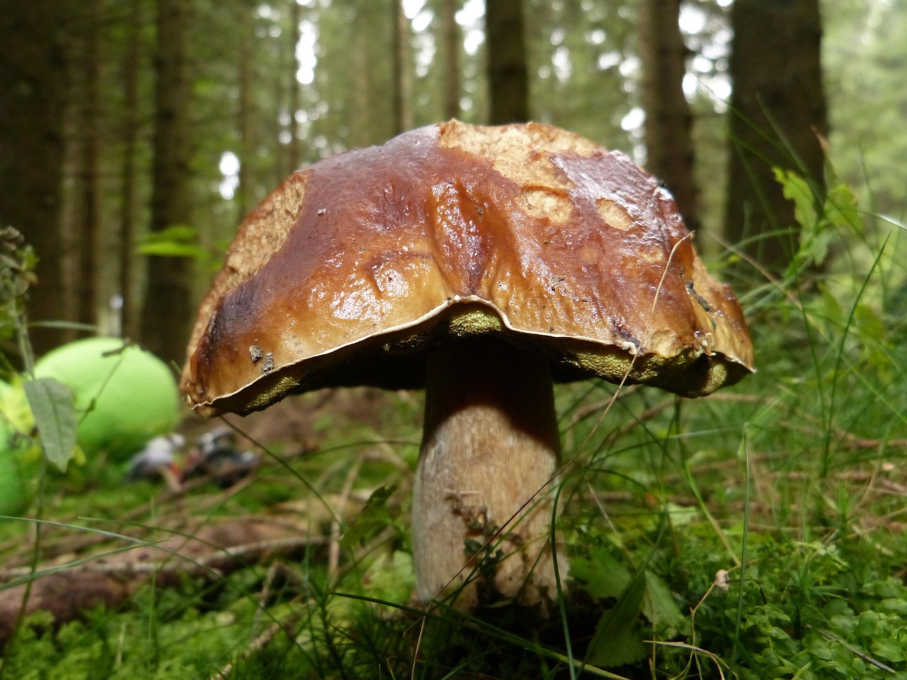 Mushroom, fall, nature — illustrating What a Peptide’s Half-Life Actually Is (Plain-English Guide)