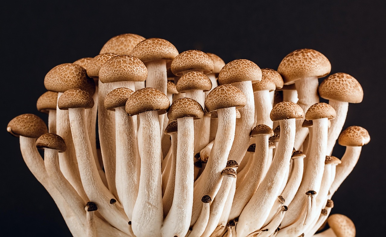 Mushrooms, fungi, edible — illustrating What ‘Food Noise’ Tells Us About Obesity Biology